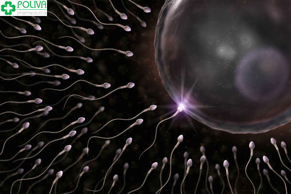 Nếu tinh trùng đủ khỏe để tiếp cận trứng thì sẽ thụ tinh được.