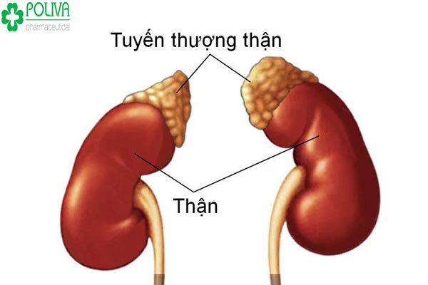 Bệnh thận ảnh hưởng rất lớn đến sinh lý nam