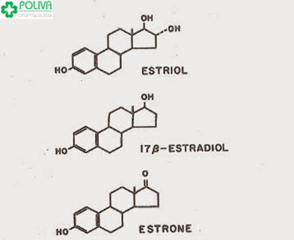 Cấu trúc của estrogen