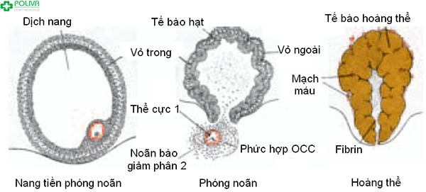 Quá trình hình thành tế bào hoàng thể