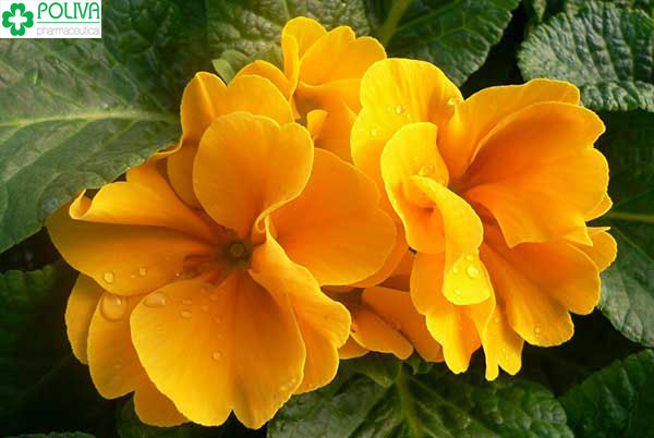 Hoa anh thảo là thảo dược quý giúp giảm đau bụng kinh