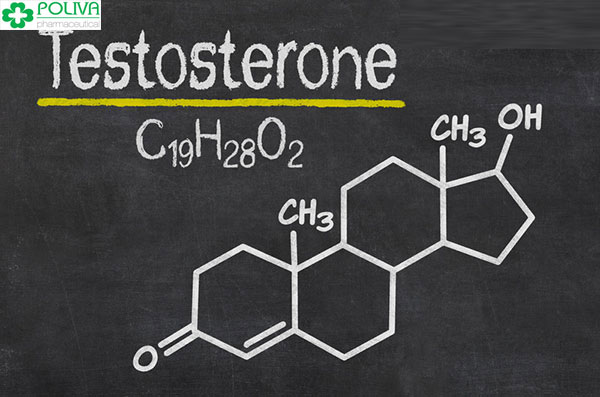 Testosrerone có vai trò quan trọng đối với chức năng sinh lý nam
