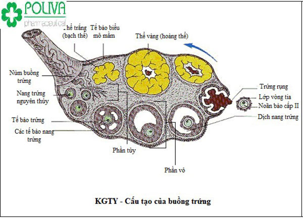 Cấu tạo buồng trứng