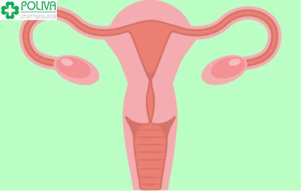 Phụ nữ phát triển bình thường sẽ có hai buồng trứng, cấu tạo theo hai vùng là vùng vỏ và vùng tủy. Phụ nữ phát triển bình thường sẽ có hai buồng trứng, cấu tạo theo hai vùng là vùng vỏ và vùng tủy. 