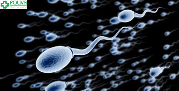 Trong một lần quan hệ và xuất tinh thì nam giới sẽ giải phóng khoảng 2-4 triệu tinh trùng
