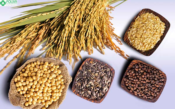 Lúa mạch, ngũ cốc không chỉ cung cấp nhiều dinh dưỡng mà còn là nguồn thực phẩm giúp mẹ sau sinh giảm cân nhanh chóng