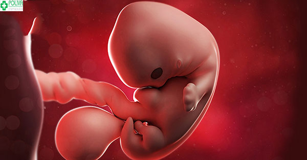 Khám phá cử động của thai nhi tuần thứ 7 trong bụng mẹ