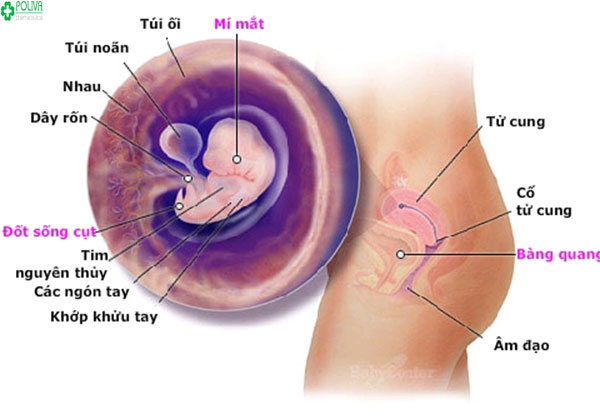 Khi thai nhi tuần thứ 7 các bộ phận bắt đầu xuất hiện: tim, các ngón tay ngón chân, mắt, mũi...