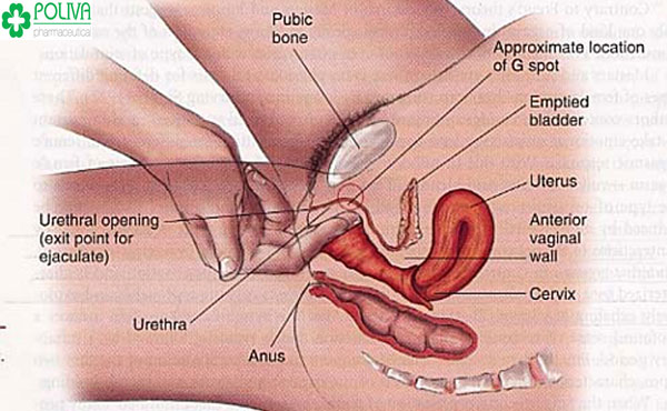 Ghi điểm trong mắt nàng bằng cách nâng niu "cô bé"