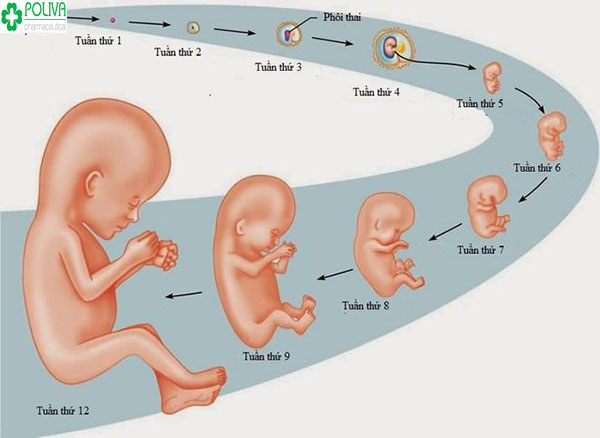 Từng giai đoạn của sự phát triển của thai nhi trong bụng mẹ