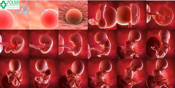 Sự phát triển của thai nhi trong suốt 9 tháng 10 ngày