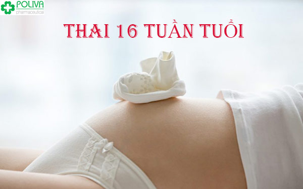 Thai 16 tuần tuổi phát triển có gì mới mẻ?